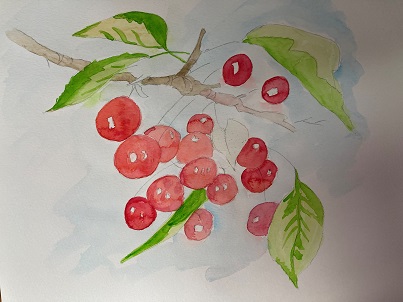 première couche terre d’ombre sur la branche de cerisier