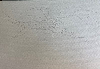 dessin de la branche de cerisier avec traits de différentes épaisseurs