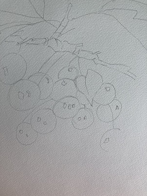 cercles représentant les cerises avec tiges reliées à la branche