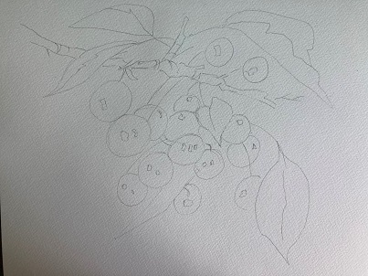 dessin final de la branche de cerisier avant peinture