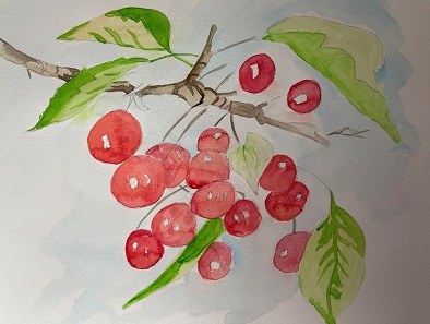 rendu final de la branche et des tiges des cerises à l’aquarelle