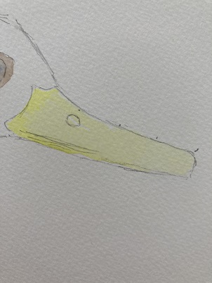 Comment peindre un canard rapidement