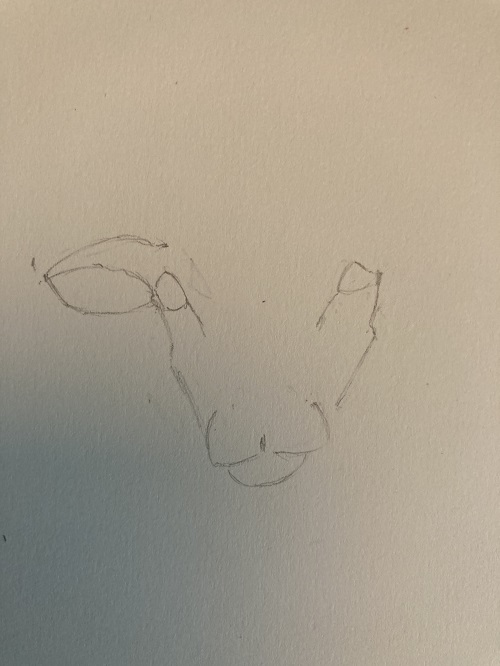 dessin des oreilles du mouton