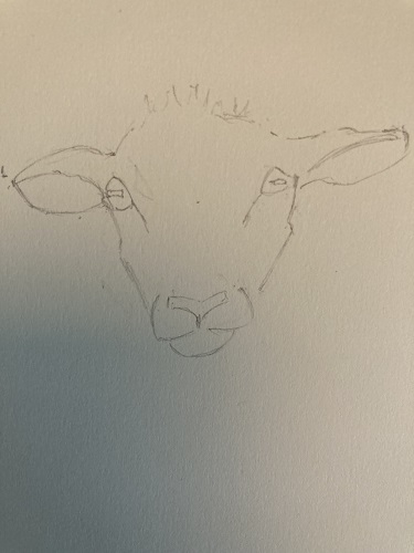 Apprendre à dessiner un mouton rapidement.