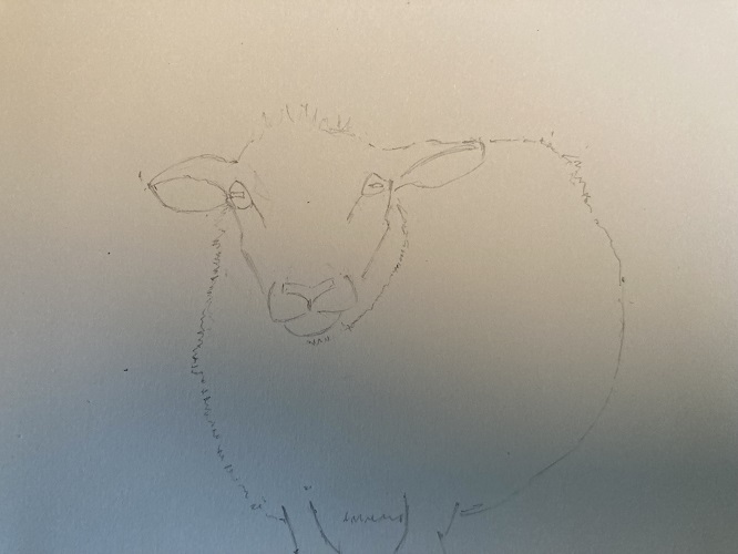 proportions du corps du mouton dessinées simplement