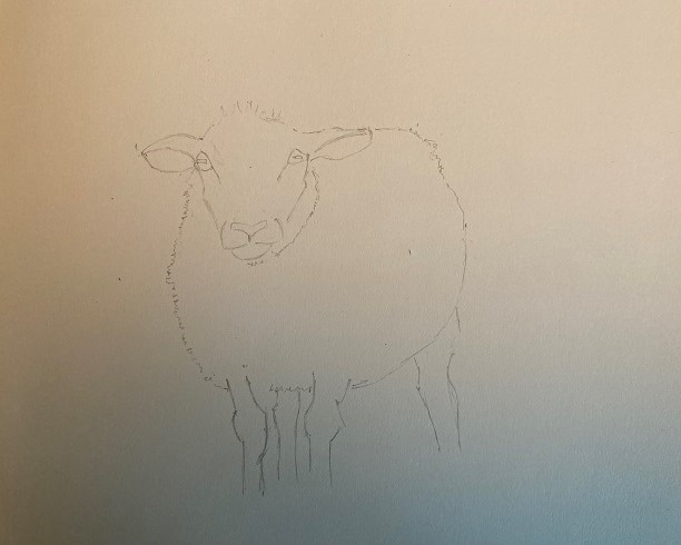 dessin simplifié des pattes du mouton