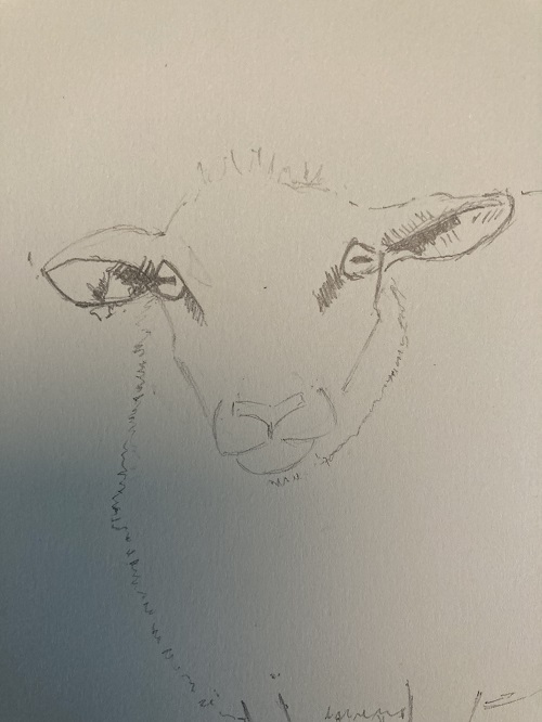 ombres du visage du mouton au crayon