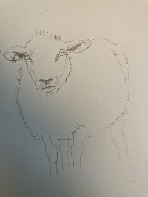 texture de la laine du mouton avec hachures