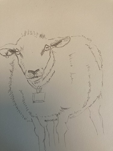 dessin final du mouton au crayon