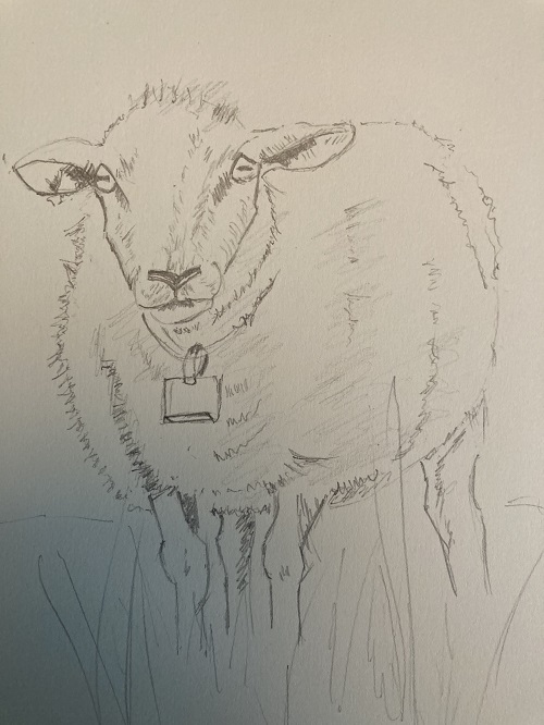 Apprendre à dessiner un mouton rapidement