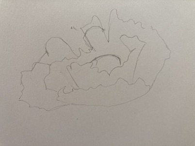 forme générale d’un coquelicot dessinée avec des lignes simples