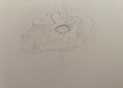 ombrage du coquelicot par hachures légères