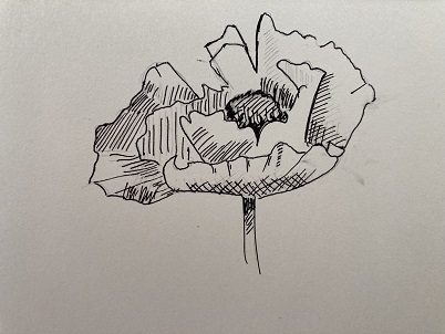 coquelicot finalisé au trait plus marqué