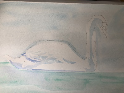 ombres bleues diluées sur le cou et les ailes du cygne à l’aquarelle