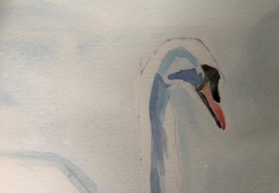 détails du bec et des ombres finales du cygne à l’aquarelle