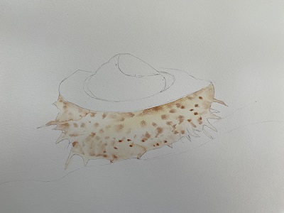 peinture coque châtaigne aquarelle mouillé sur mouillé texture