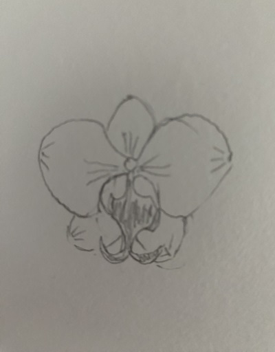 Dessiner des orchidées facilement - ombres et lumières