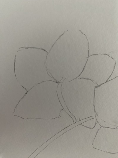 dessiner une orchidée vue de dos