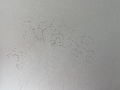 dessin d’une branche d’orchidée au crayon