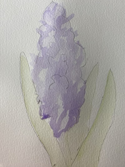 ombres sur pétales de jacinthe aquarelle