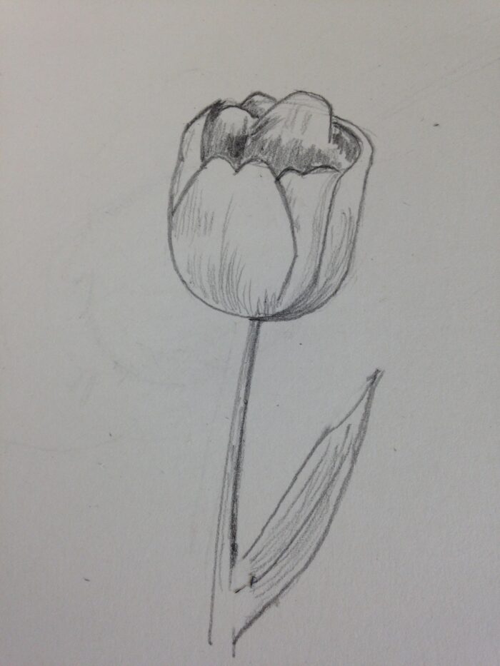 dessin tulipe facile formes géométriques débutant