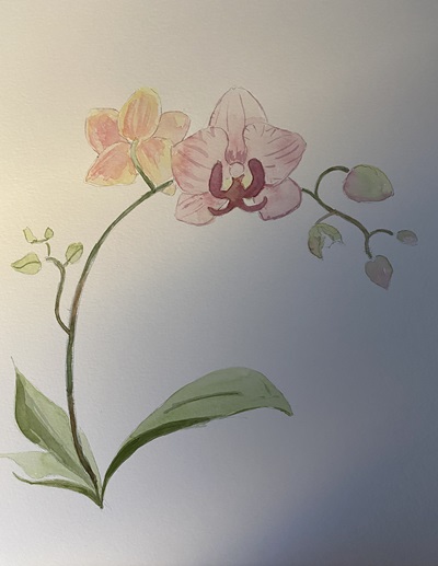 orchidee dessin aquarelle facile debutant
