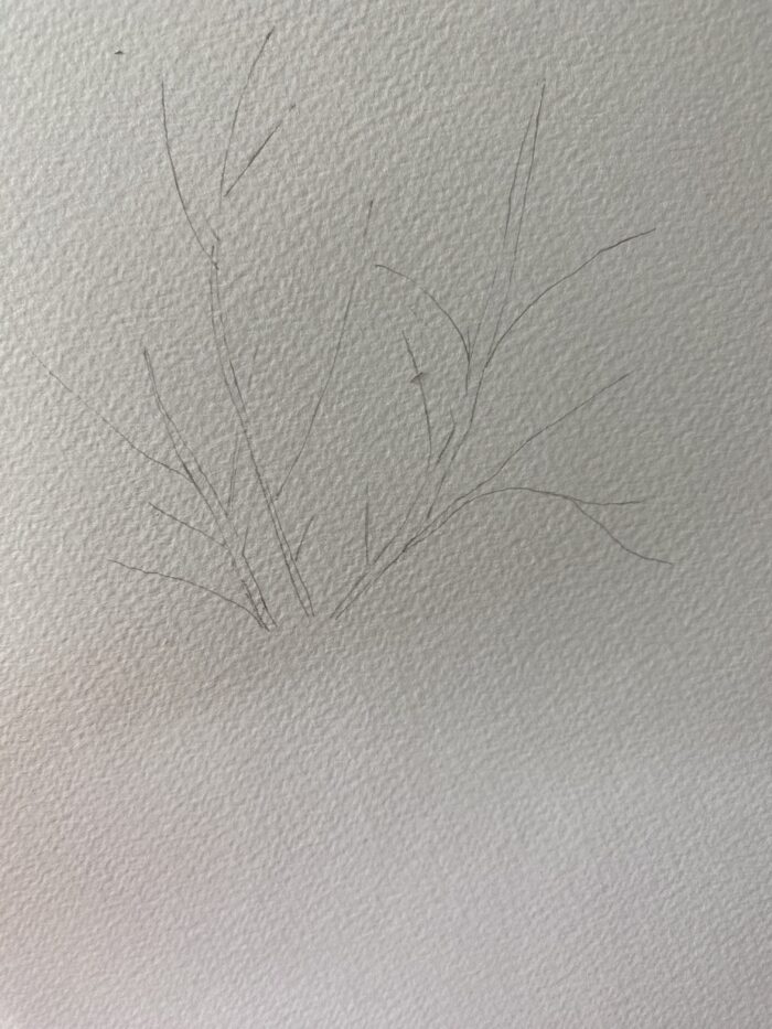 dessin simple des branches d’un forsythia au crayon avant aquarelle