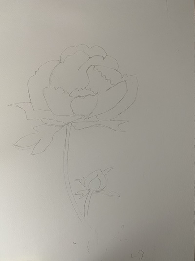 dessin pivoine contours simples pour aquarelle débutant