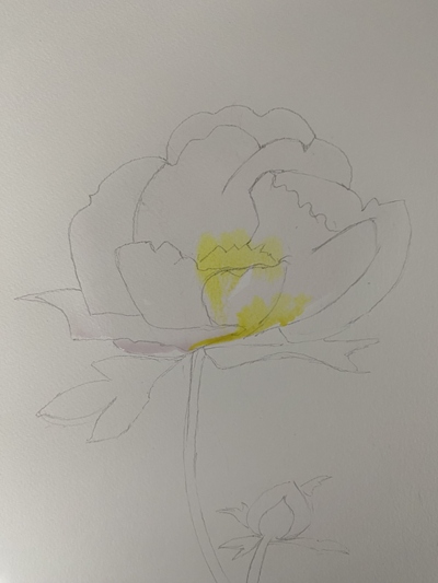 pivoine aquarelle premier lavis jaune débutant