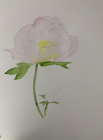 pivoine aquarelle premier lavis rose