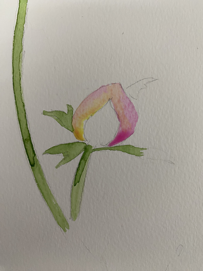 pivoine aquarelle bouton étape facile débutant