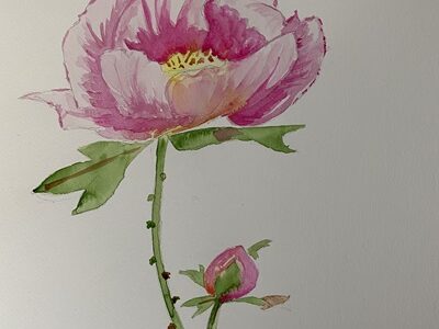 Peindre une pivoine facilement étape par étape