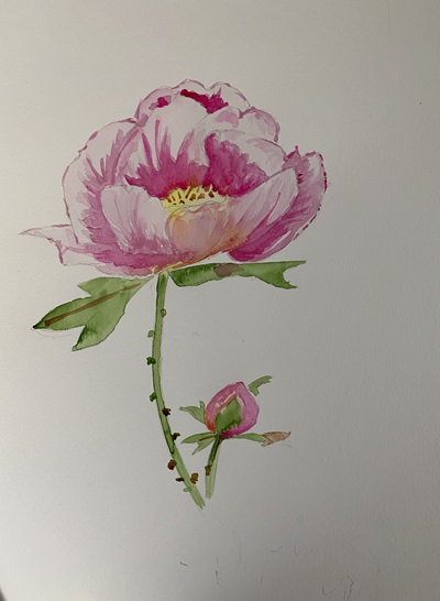 peindre une pivoine aquarelle finitions ombres pétales