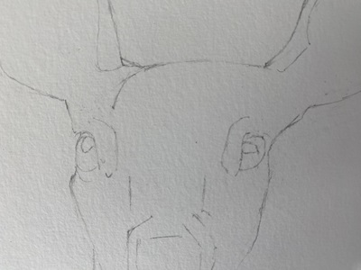 Esquisse de base d'une biche pour peinture à l'aquarelle