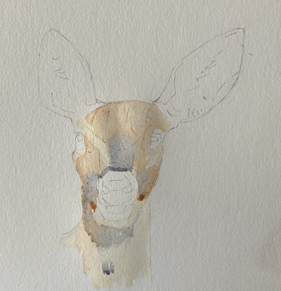 Premières couches de couleurs appliquées sur la biche à l'aquarelle