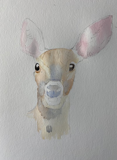 Premières couches de couleurs appliquées sur la biche à l'aquarelle