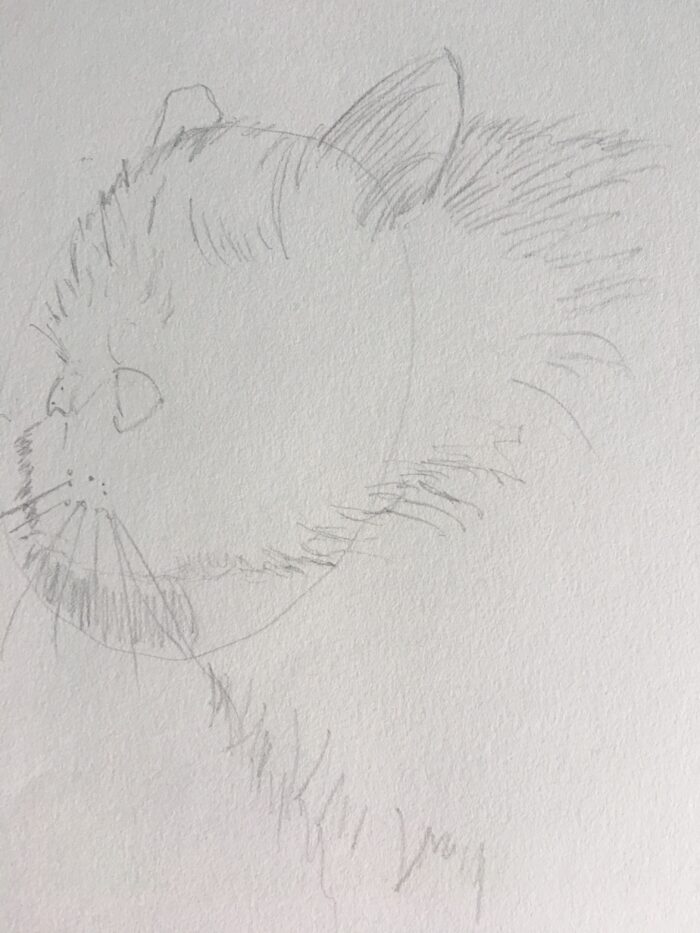 Ajout progressif des poils autour de la tête et des oreilles d’un chat angora de profil