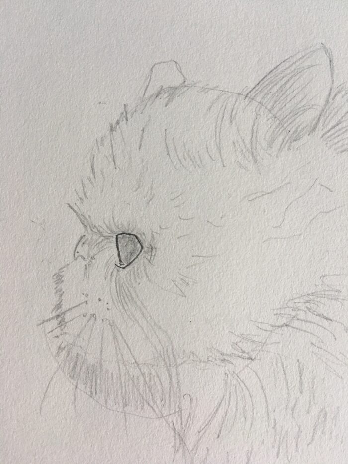 Détails de l’œil et de la truffe pour renforcer le réalisme du chat angora de profil