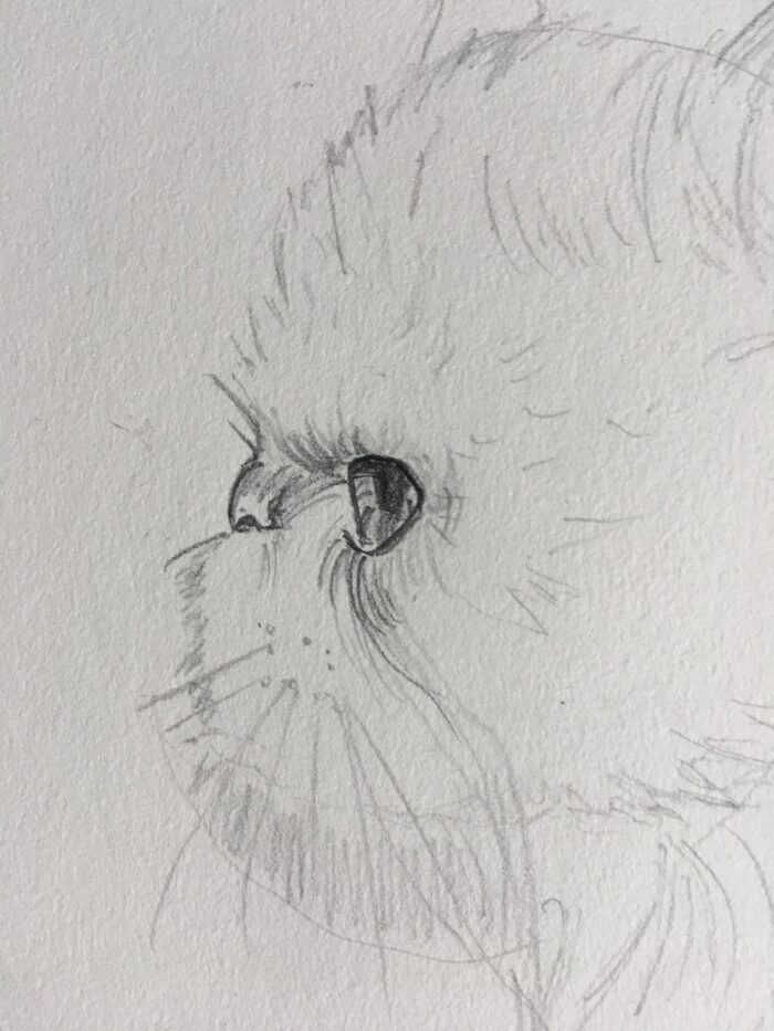 Comment Dessiner un Chat Angora de Profil Facilement : Etape 5