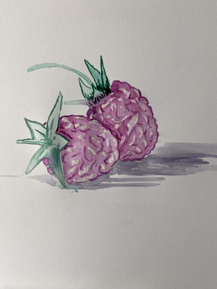 Illustration de framboises peintes à l'aquarelle avec deux couleurs, montrant des détails réalistes et des nuances délicates de rouge et vert