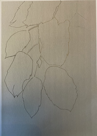 Esquisse d'une feuille d'automne, montrant les contours simples 