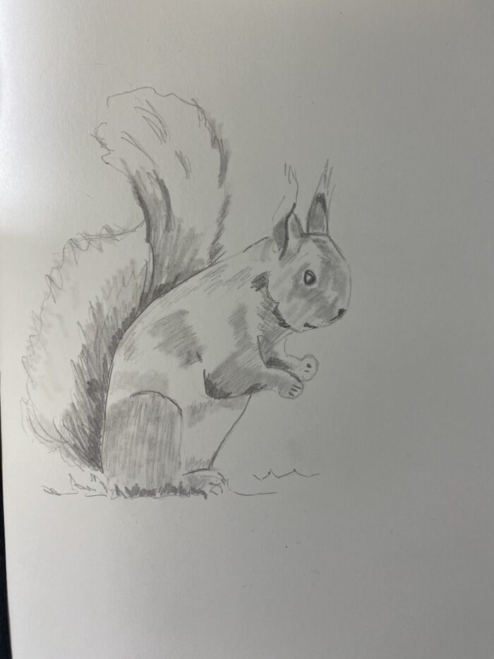 Comment dessiner un écureuil réaliste rapidement : Guide simple en 5 minutes