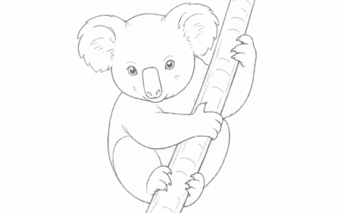 dessiner un koala facilement étape par étape dessin simple débutant
