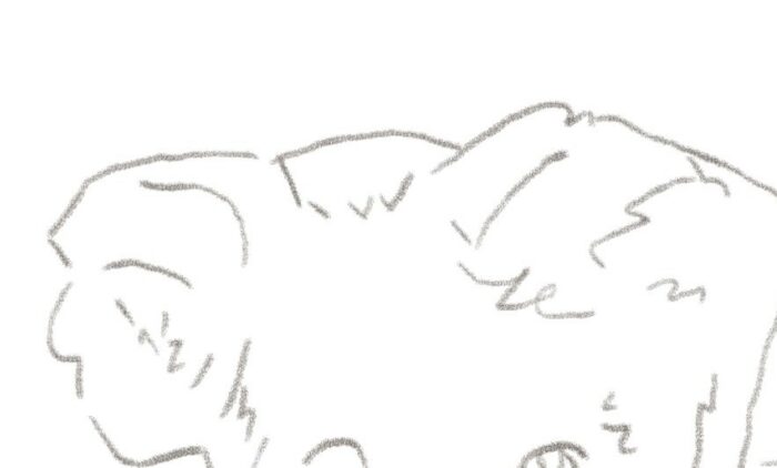 dessin koala étape 1 tête et oreilles

