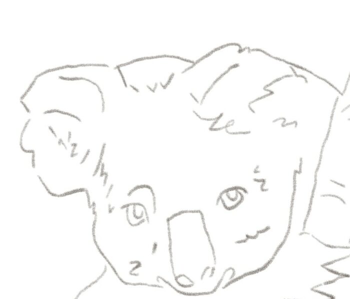 dessin koala visage proportions