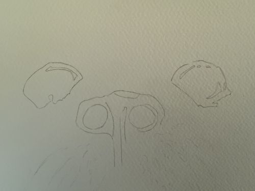 dessin simple d une otarie