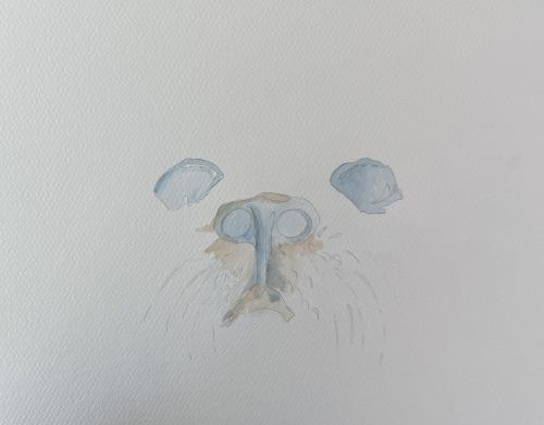 premier lavis sur le museau de l otarie