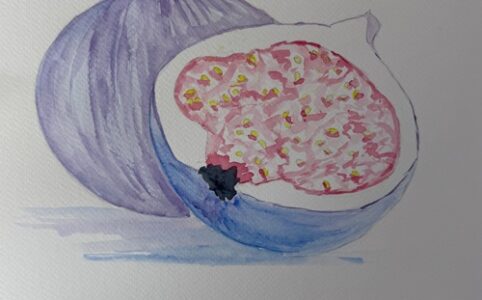 figue à l’aquarelle facile
