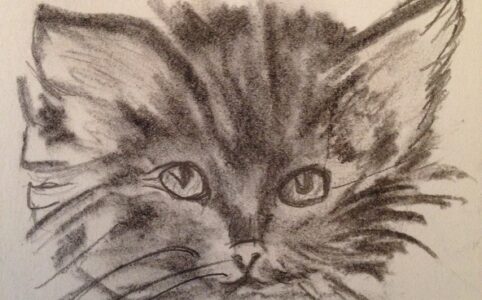 comment dessiner un chaton etape par etape debutant