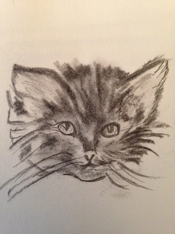 comment dessiner un chaton etape par etape debutant